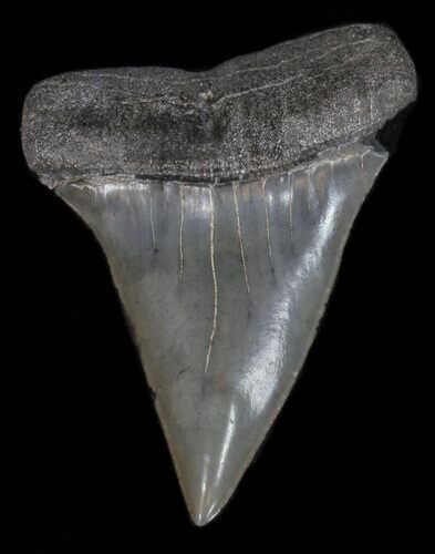 Fossil Mako Shark Tooth - Georgia #40655